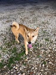 Found/Stray Male Dog last seen Blacks mill rd near hwy9 in Dawsonville, ga, Blacks Mill Rd, GA 30534