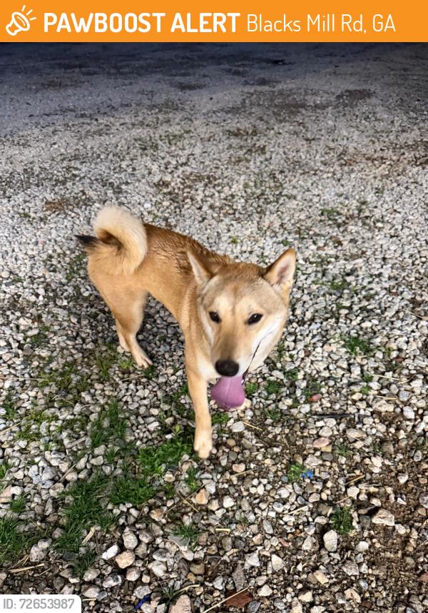 Found/Stray Male Dog last seen Blacks mill rd near hwy9 in Dawsonville, ga, Blacks Mill Rd, GA 30534