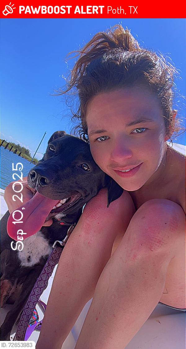 Lost Female Dog last seen Poth tx , Poth, TX 78147