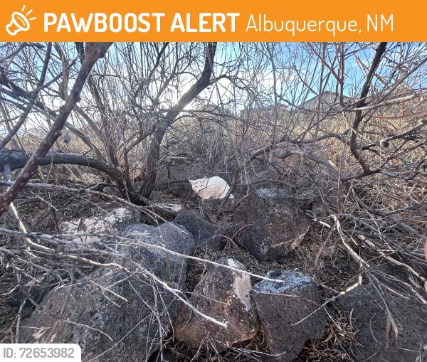 Found/Stray Female Cat last seen Red finch road, Albuquerque, NM 87114