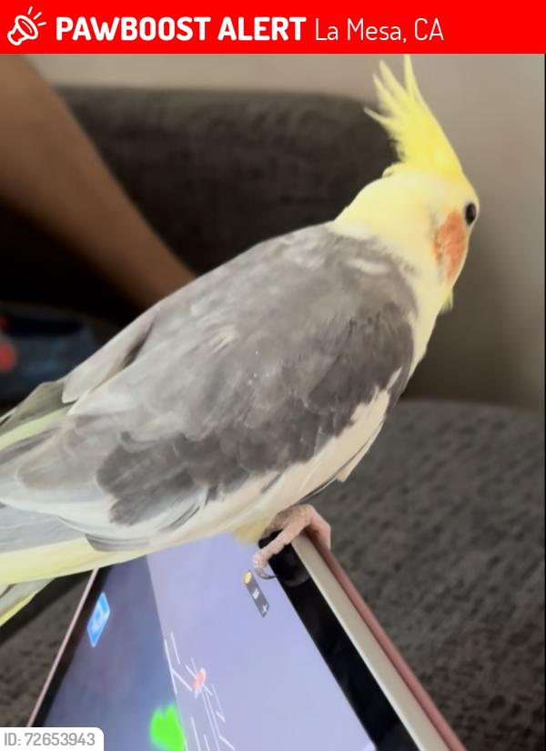Lost Male Bird last seen Mills ST , La Mesa, CA 91942
