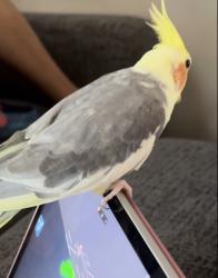 Lost Male Bird last seen Mills ST , La Mesa, CA 91942