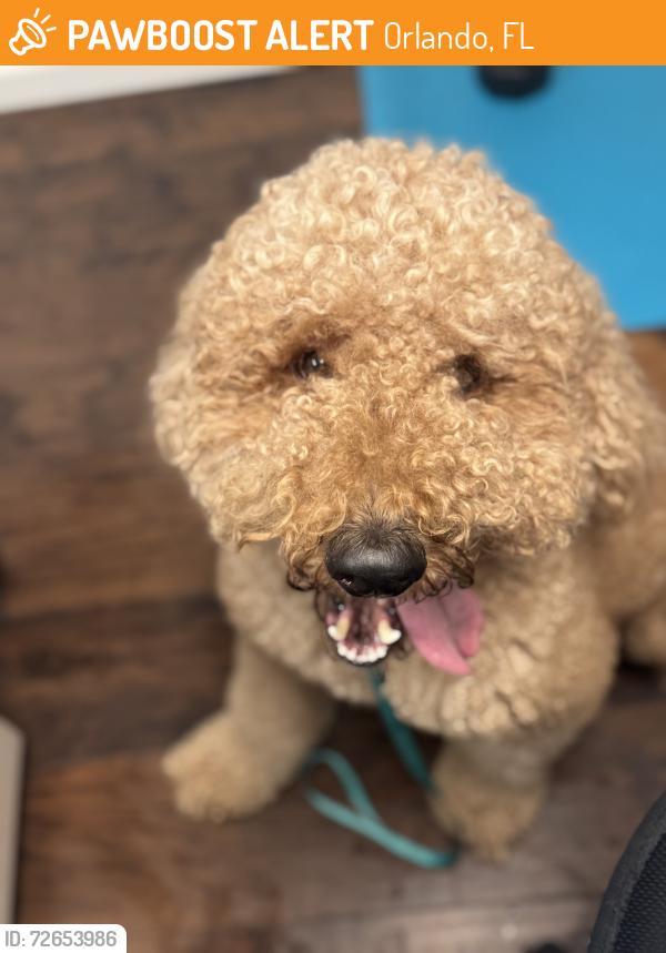 Found/Stray Male Dog last seen Edgewater and 434, Orlando, FL 32810