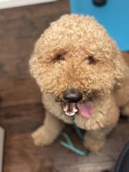 Found/Stray Male Dog last seen Edgewater and 434, Orlando, FL 32810