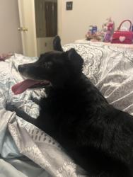 Found/Stray Male Dog last seen Dollar general ward blvd Wilson , Wilson, NC 27893