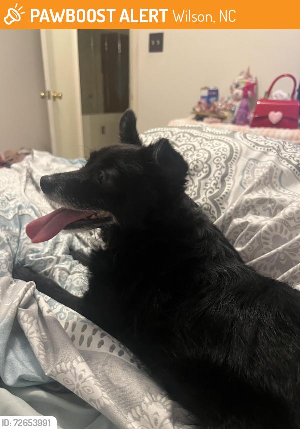 Found/Stray Male Dog last seen Dollar general ward blvd Wilson , Wilson, NC 27893
