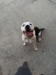 Found/Stray Male Dog last seen Near Cherry Lake Ln Indianapolis, IN  46235 United States, Indianapolis, IN 46235
