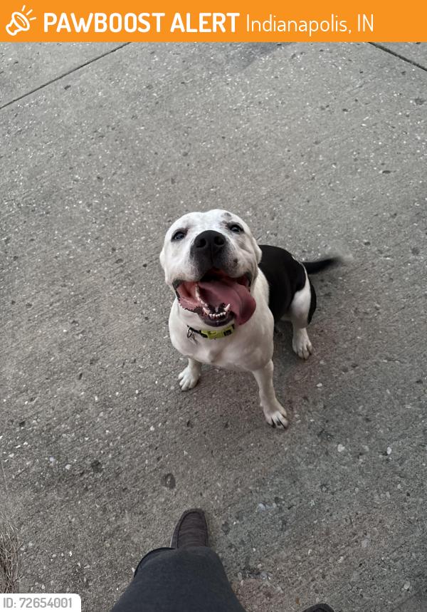 Found/Stray Male Dog last seen Near Cherry Lake Ln Indianapolis, IN  46235 United States, Indianapolis, IN 46235