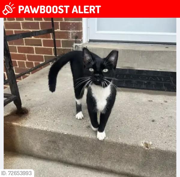 Lost Female Cat last seen Janet rd, Wheaton-Glenmont, MD 20906