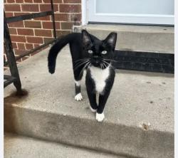 Lost Female Cat last seen Janet rd, Wheaton-Glenmont, MD 20906