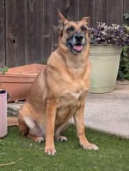 Lost Female Dog last seen El Capitan mobile  park, El Cajon, CA 92019