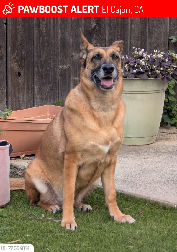 Lost Female Dog last seen El Capitan mobile  park, El Cajon, CA 92019
