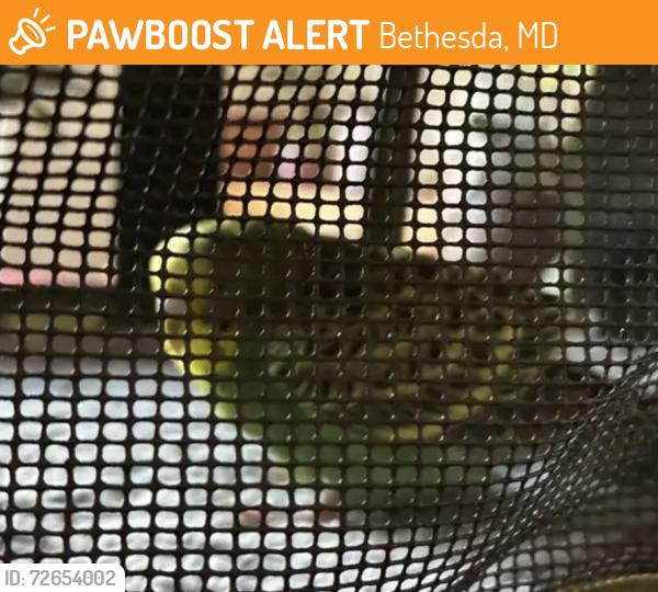 Found/Stray Unknown Bird last seen Battery Lane and Keystone , Bethesda, MD 20814