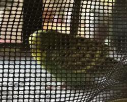 Found/Stray Unknown Bird last seen Battery Lane and Keystone , Bethesda, MD 20814