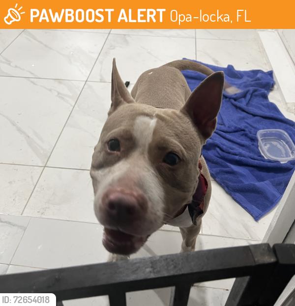 Found/Stray Female Dog last seen Bagdad, Opa-locka, FL 33054
