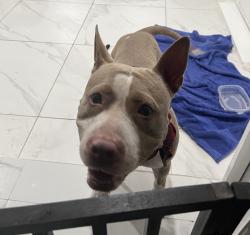 Found/Stray Female Dog last seen Bagdad, Opa-locka, FL 33054