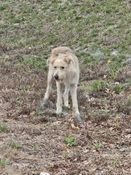 Found/Stray Male Dog last seen Cane Ridge s, Nashville, TN 37013