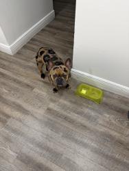 Lost Male Dog last seen SW 18th St & SW 139th Ave	•	o cerca de Zora Neale Hurston, Miami, FL 33175
