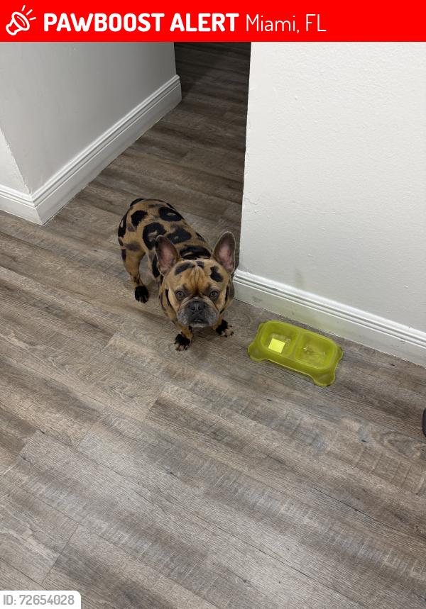 Lost Male Dog last seen SW 18th St & SW 139th Ave	•	o cerca de Zora Neale Hurston, Miami, FL 33175