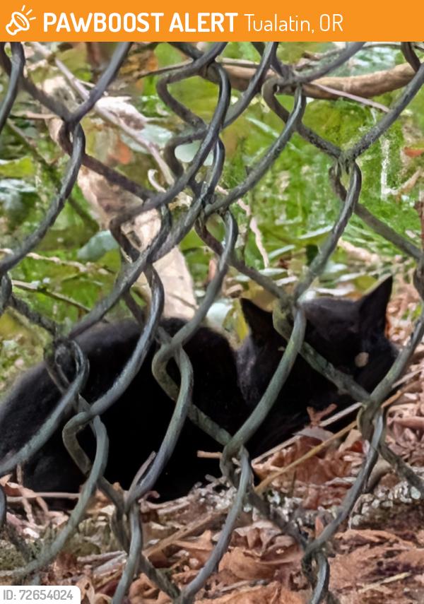 Found/Stray Unknown Cat last seen On highway 99w in a fenced off reservoir behind Woodridge apmts, Tualatin, OR 97062