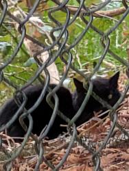 Found/Stray Unknown Cat last seen On highway 99w in a fenced off reservoir behind Woodridge apmts, Tualatin, OR 97062