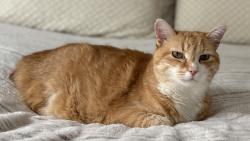 Lost Male Cat last seen Eastover Drive, Asheville , Asheville, NC 28806