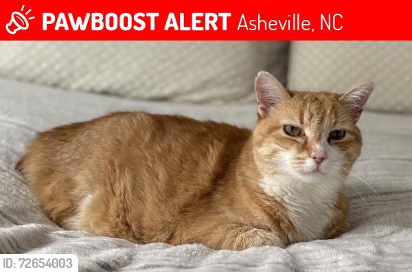 Lost Male Cat last seen Eastover Drive, Asheville , Asheville, NC 28806