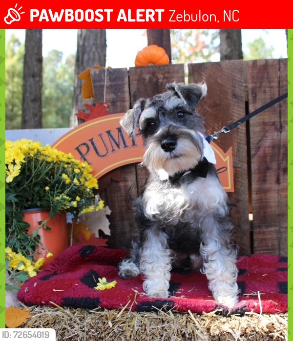 Lost Male Dog last seen Herbert Drive and Highway 39, Zebulon, NC 27597