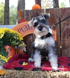 Lost Male Dog last seen Herbert Drive and Highway 39, Zebulon, NC 27597