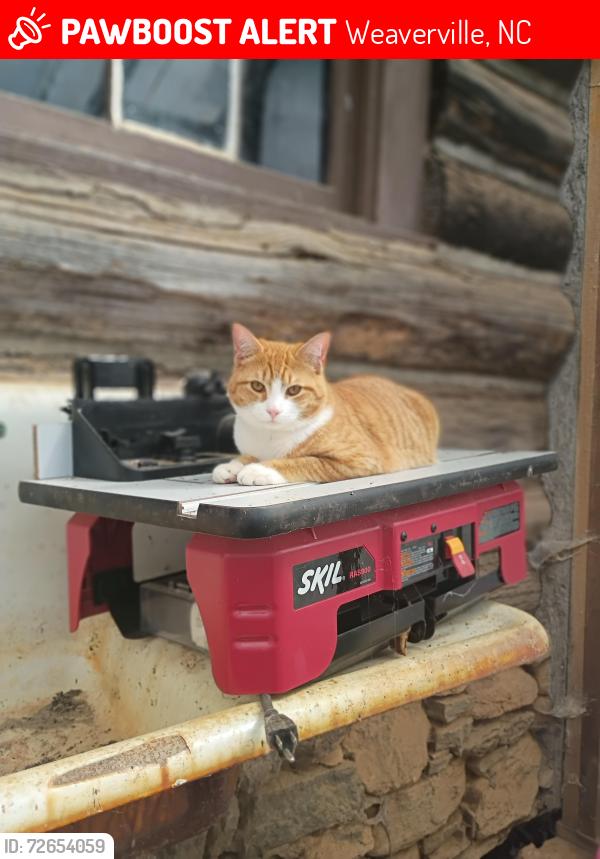 Lost Male Cat last seen My driveway and Blackberry Inn , Weaverville, NC 28787