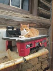Lost Male Cat last seen My driveway and Blackberry Inn , Weaverville, NC 28787