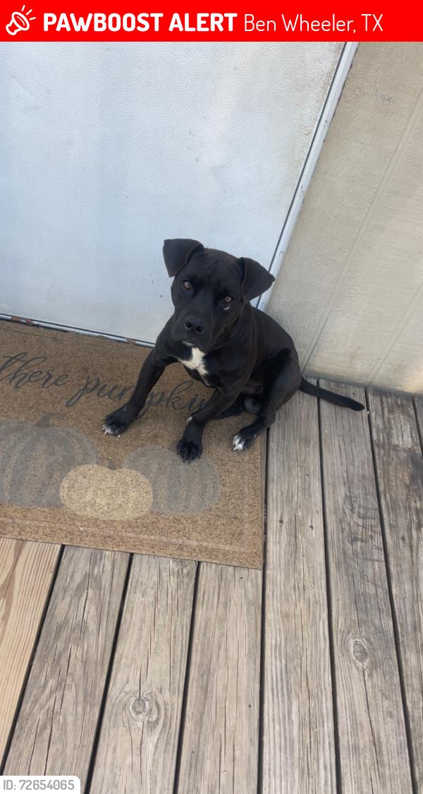 Lost Male Dog last seen Martins Mill Tx, Ben Wheeler, TX 75754