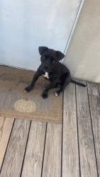Lost Male Dog last seen Martins Mill Tx, Ben Wheeler, TX 75754