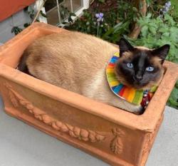 Lost Male Cat last seen Foote Street and Jackson, Olympia, WA 98502