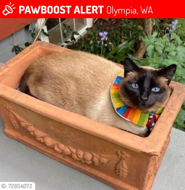 Lost Male Cat last seen Foote Street and Jackson, Olympia, WA 98502
