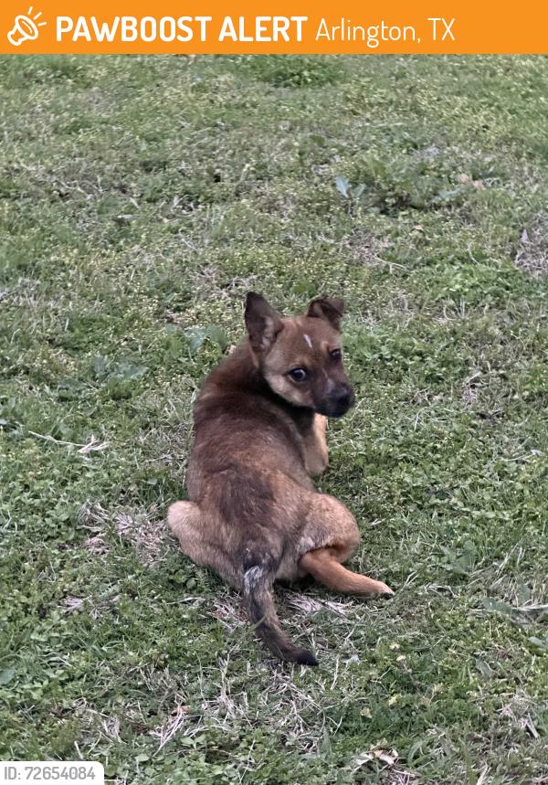 Found/Stray Male Dog last seen Grace & Highland, Arlington, TX 76010