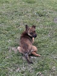 Found/Stray Male Dog last seen Grace & Highland, Arlington, TX 76010