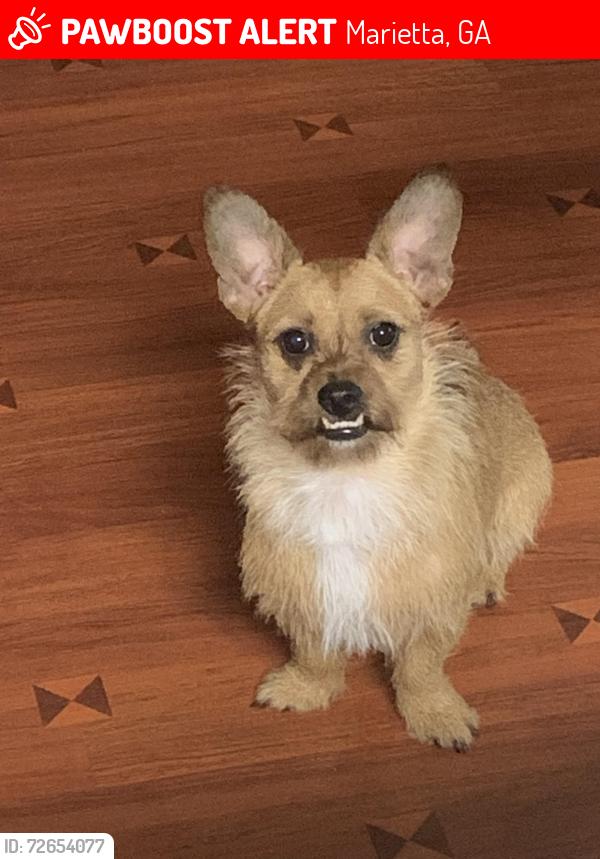 Lost Male Dog last seen Amy Lane, Marietta, GA 30008