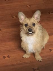 Lost Male Dog last seen Amy Lane, Marietta, GA 30008