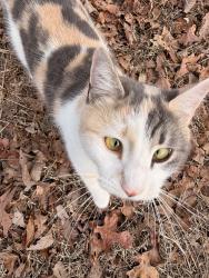Lost Female Cat last seen Wilcox Rd and Cummings hwy, Chattanooga, TN 37419