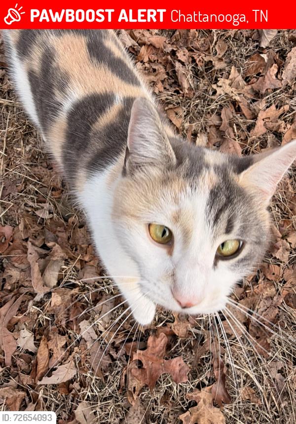 Lost Female Cat last seen Wilcox Rd and Cummings hwy, Chattanooga, TN 37419