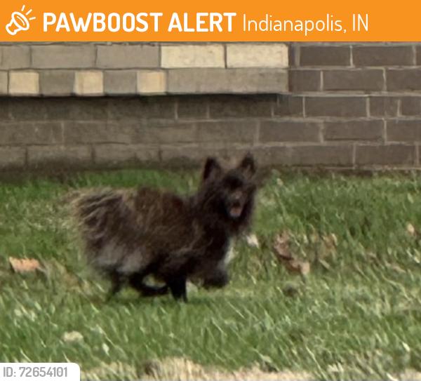 Found/Stray Unknown Dog last seen 34th Street running between the school and neighborhood across the street , Indianapolis, IN 46224