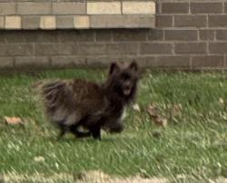 Found/Stray Unknown Dog last seen 34th Street running between the school and neighborhood across the street , Indianapolis, IN 46224