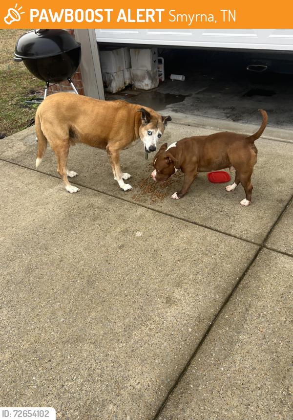 Found/Stray Male Dog last seen Wesley Drive, Smyrna, TN 37086