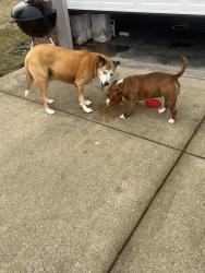 Found/Stray Male Dog last seen Wesley Drive, Smyrna, TN 37086
