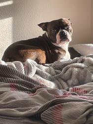 Reunited Male Dog last seen Black Powder Ln, Kissimmee, FL 34743, USA, Kissimmee, FL 34743