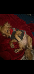 Lost Male Dog last seen Near eastland ave, Odessa, TX 79764