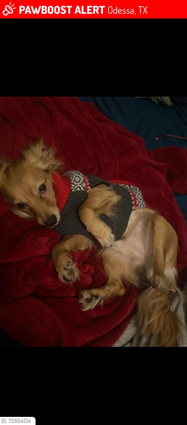 Lost Male Dog last seen Near eastland ave, Odessa, TX 79764