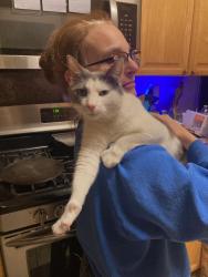Lost Female Cat last seen Princess Anne Street, Virginia Beach, VA 23456