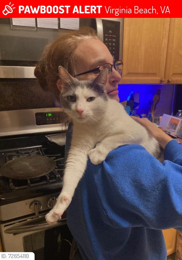 Lost Female Cat last seen Princess Anne Street, Virginia Beach, VA 23456